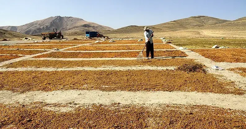 کشمش سبزه انگوری(دودی) و تیزآبی|حراج|ملایر, |دیوار