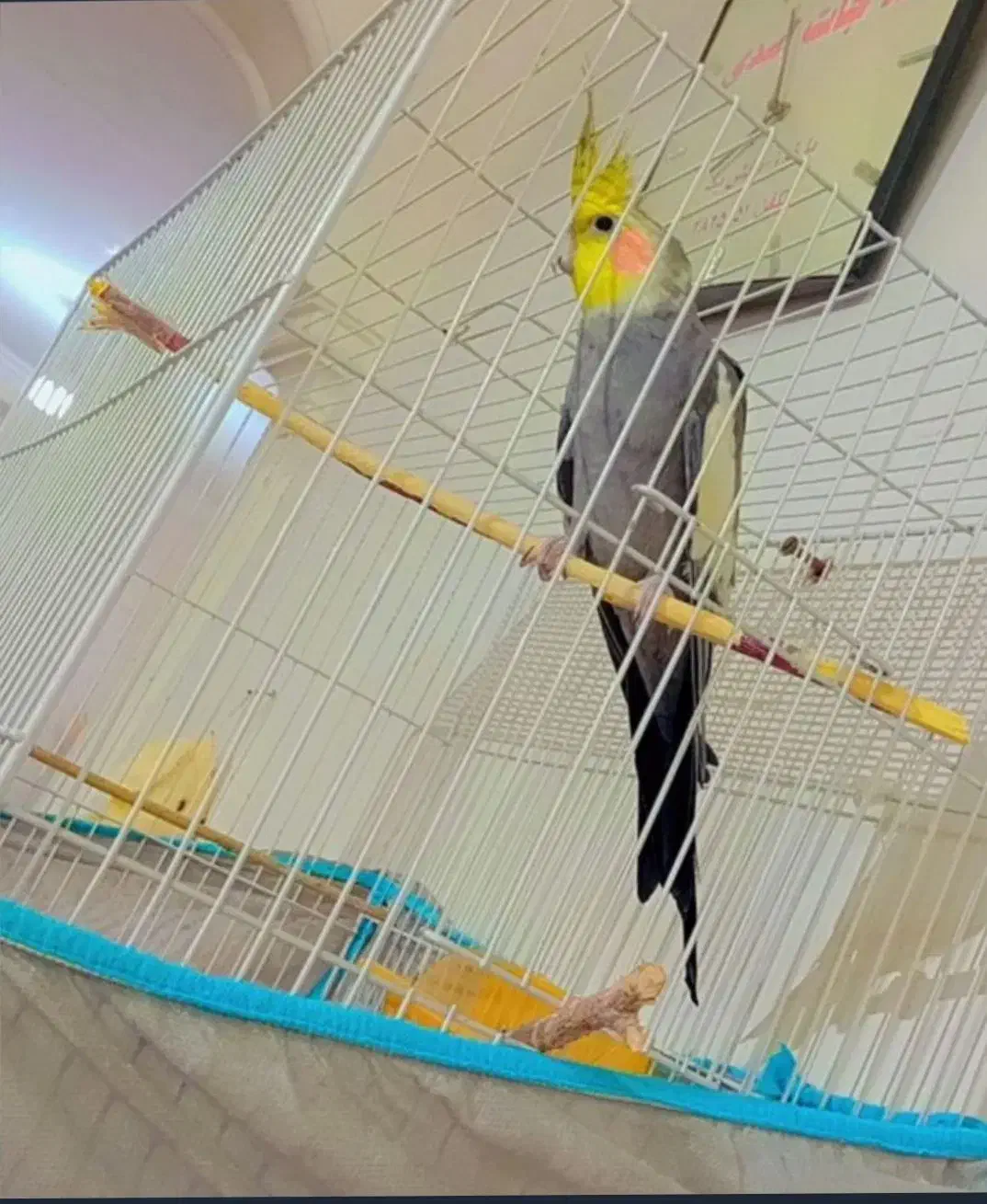 عروس هلندی|پرنده|باخزر, |دیوار