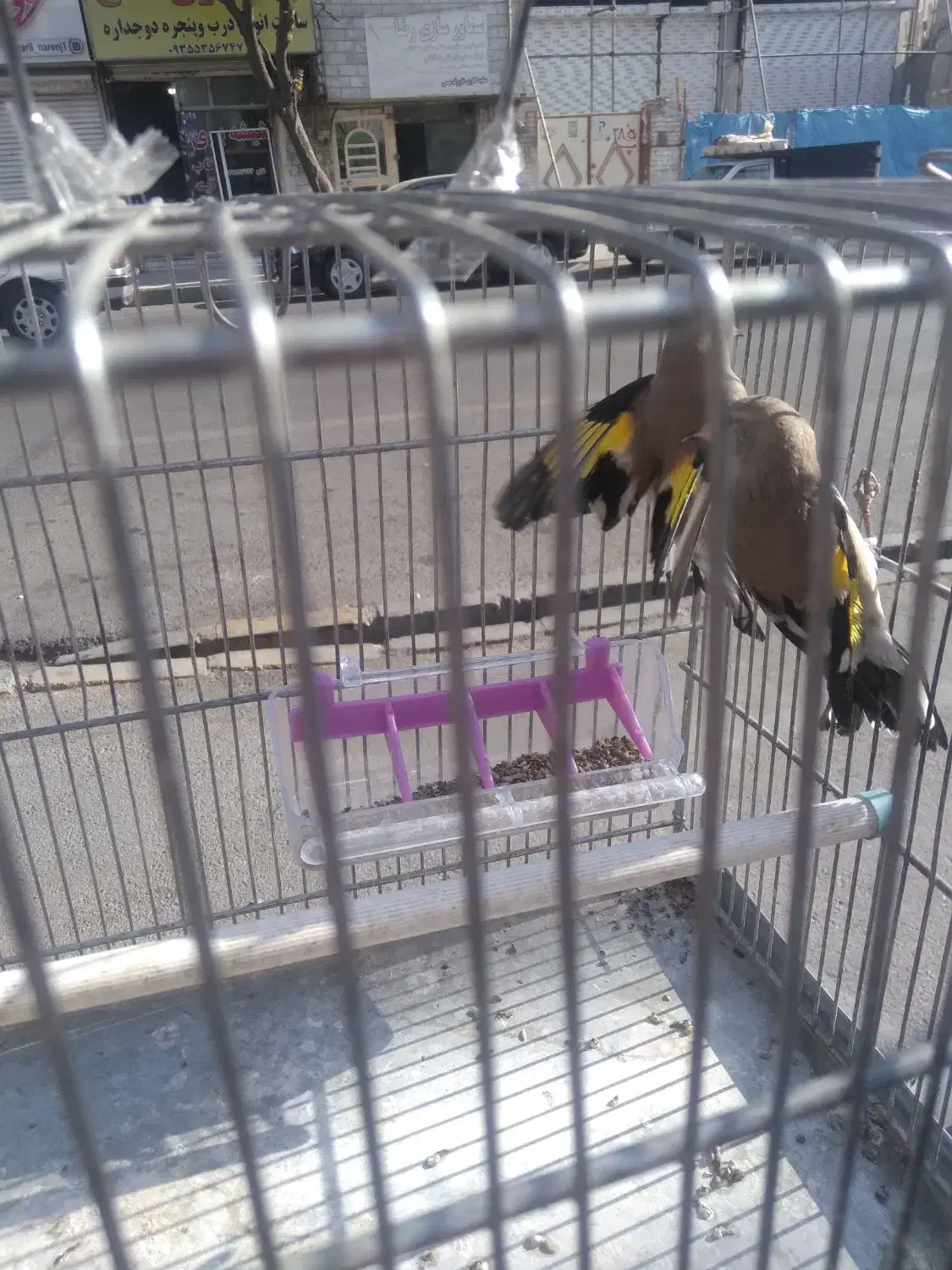 سلام ۲ عدد سهره گاوی درشت به شرط نر بودن تضمینی|پرنده|فردیس, فردیس|دیوار