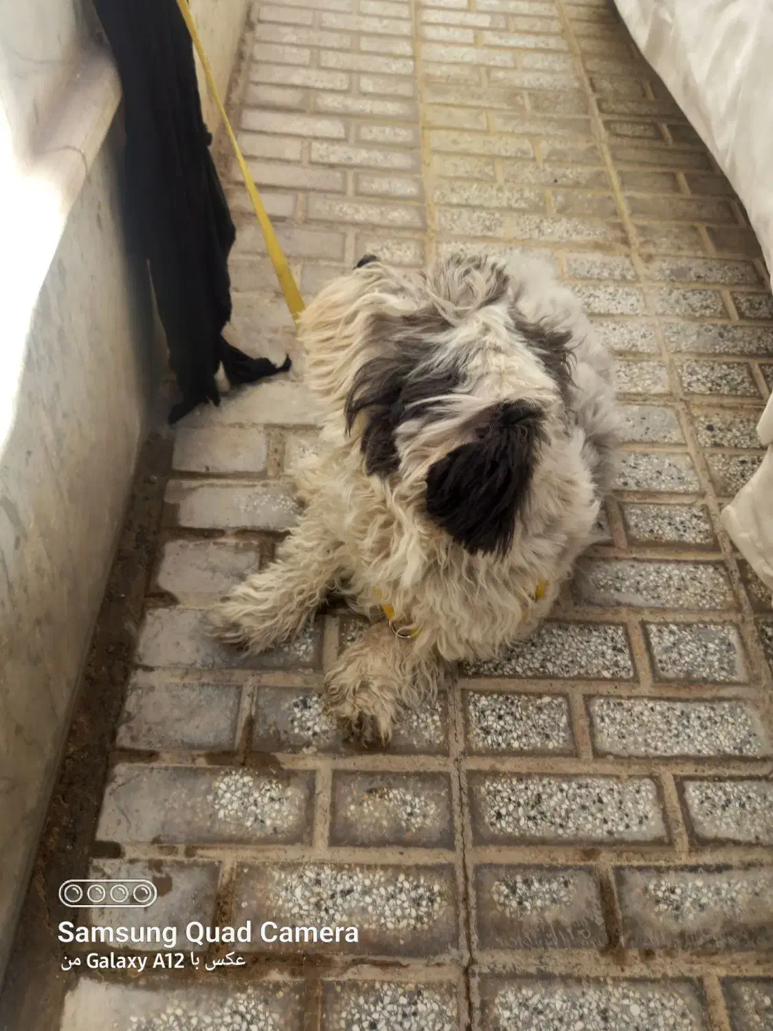 سن 1.5|سگ|تربت‌حیدریه, ۴۵ متری|دیوار