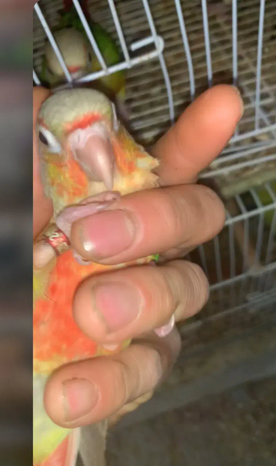 انواع گرینچیک ردچیک مونچیک|پرنده|مشهد, کوشش|دیوار