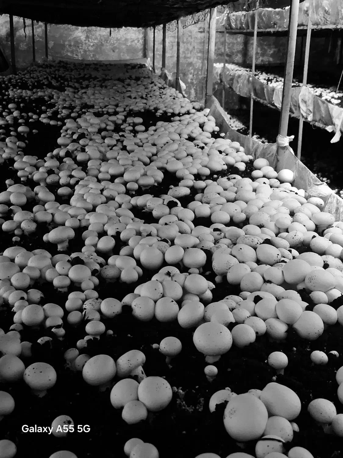 قارچ درجه یک|خوردنی و آشامیدنی|قشلاق دشت, |دیوار