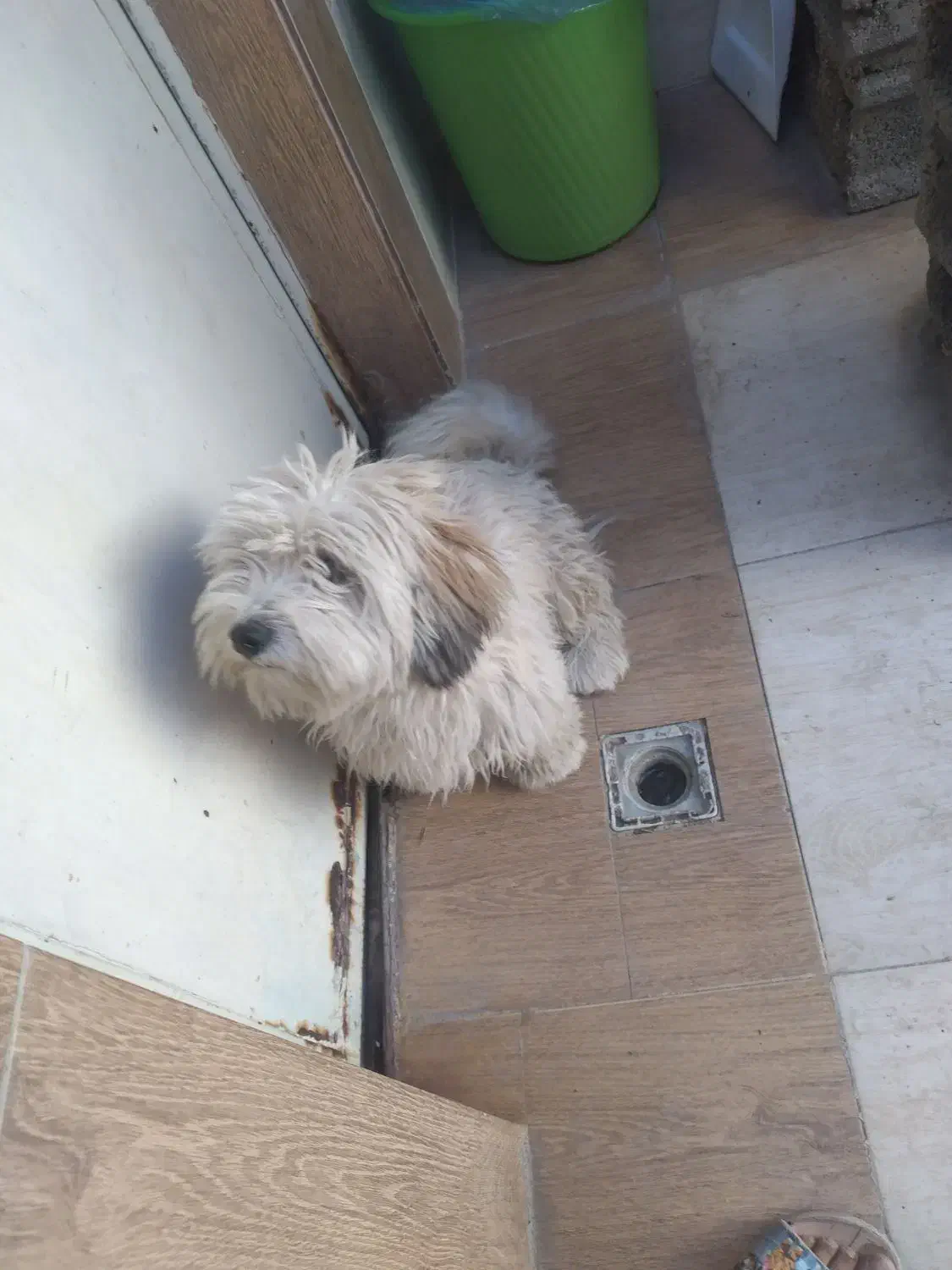 فندوق|سگ|طبس, |دیوار