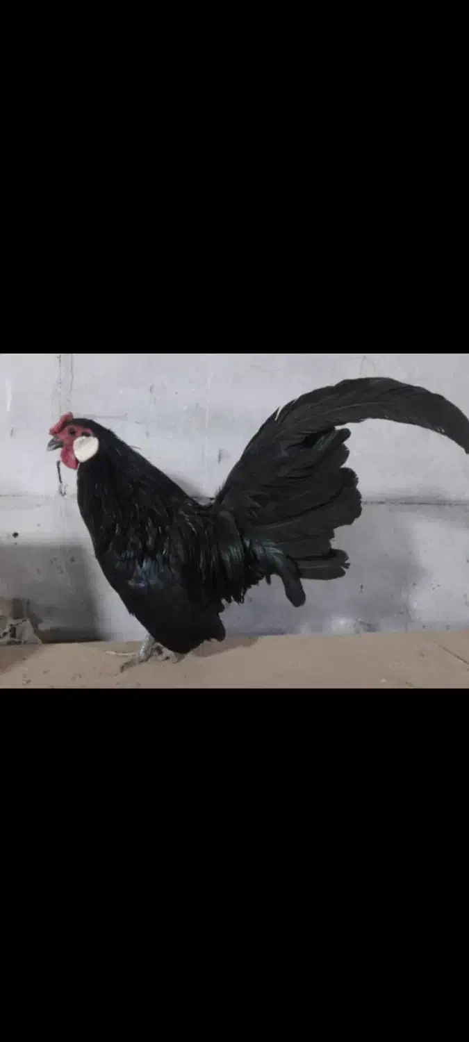 رزکامپ|حیوانات مزرعه|بافق, |دیوار