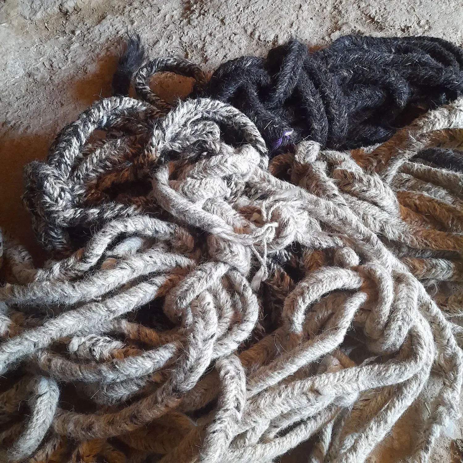 رسن کوردی|کوهنوردی و کمپینگ|اسلام‌‌آباد غرب, |دیوار