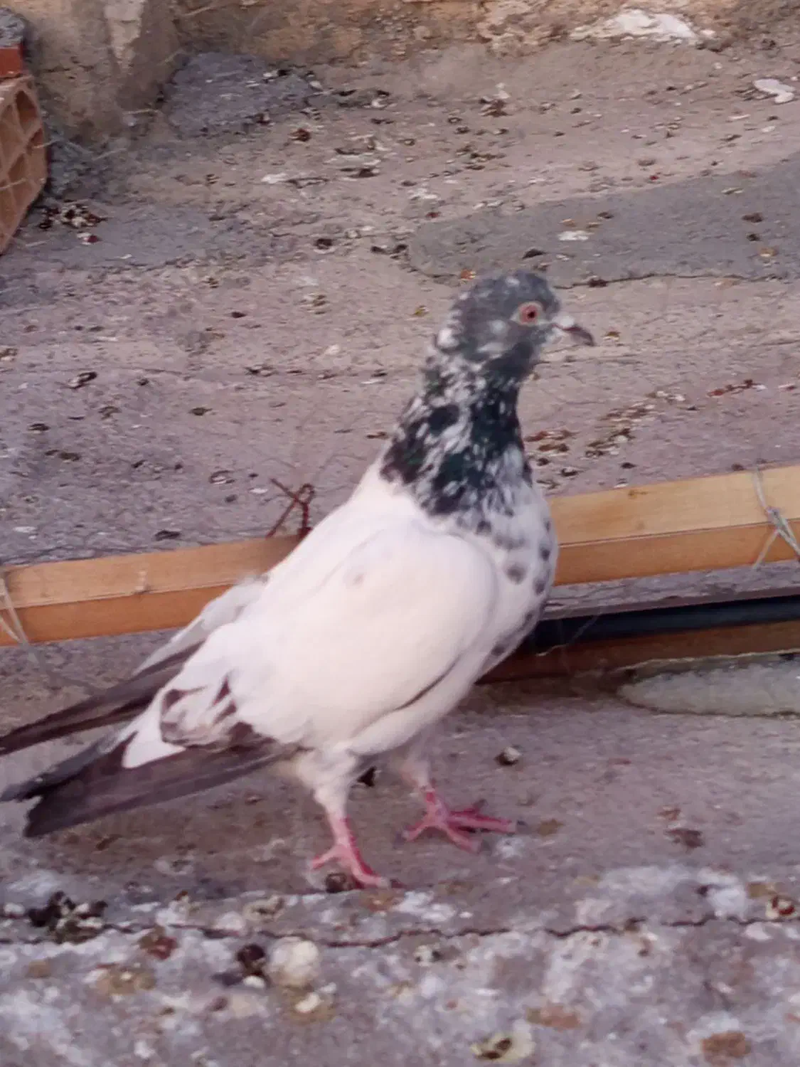 کفتر گرفتنی|پرنده|نسیمشهر, |دیوار