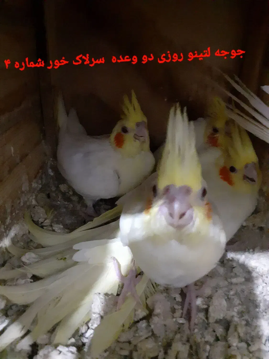 عروس هلندی ومرغ عشق همه  قید شده سوال نفرماید|پرنده|برازجان, |دیوار