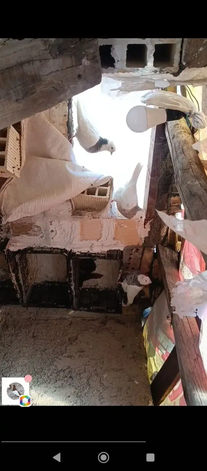 تعدادی طوقی|پرنده|مبارکه, |دیوار