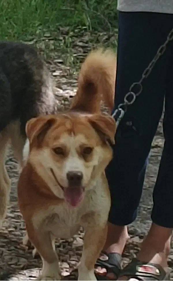 سگ گمشده|حیوانات|بجنورد, |دیوار