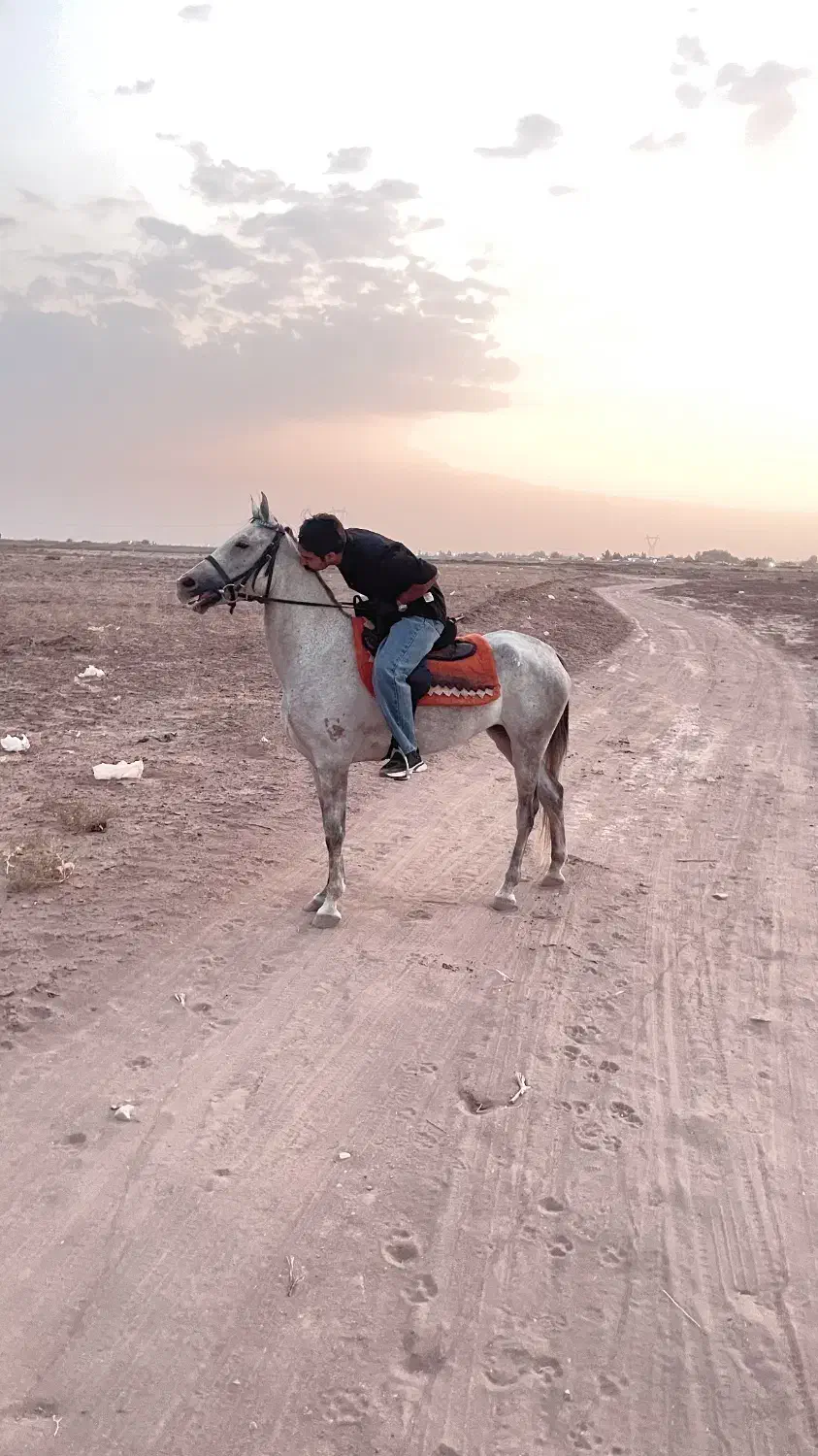 اسب مادیون ۴ساله|اسب و تجهیزات اسبسواری|کرمان, |دیوار