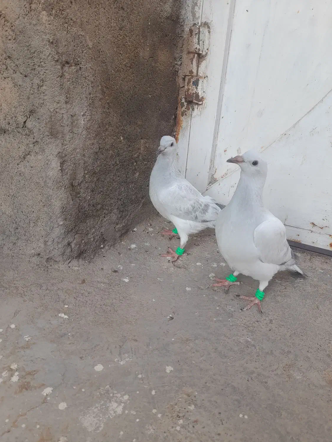 فروش دوتا جوجه  کرمونی و کرباتی کاکلی|پرنده|زاوه, |دیوار