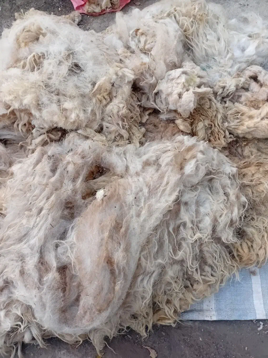 پشم گوسفند شسته نشده|رختخواب، بالش، پتو|مشگین شهر, |دیوار