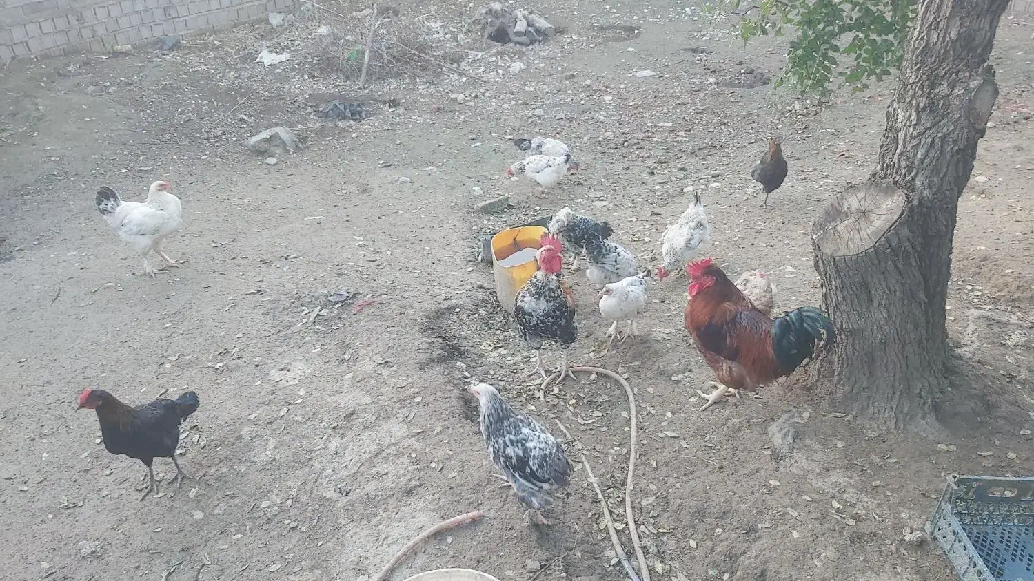 فروش مرغ و خروس محلی و برهما و گلین|حیوانات مزرعه|ساری, |دیوار