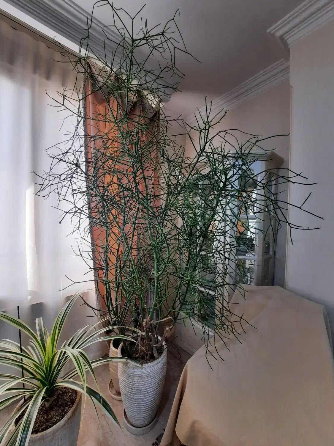 افوربیا تیروکالی سن دار مناسب لابی و سالن|گل و گیاه طبیعی|کرج, فاز ۳ گوهردشت|دیوار