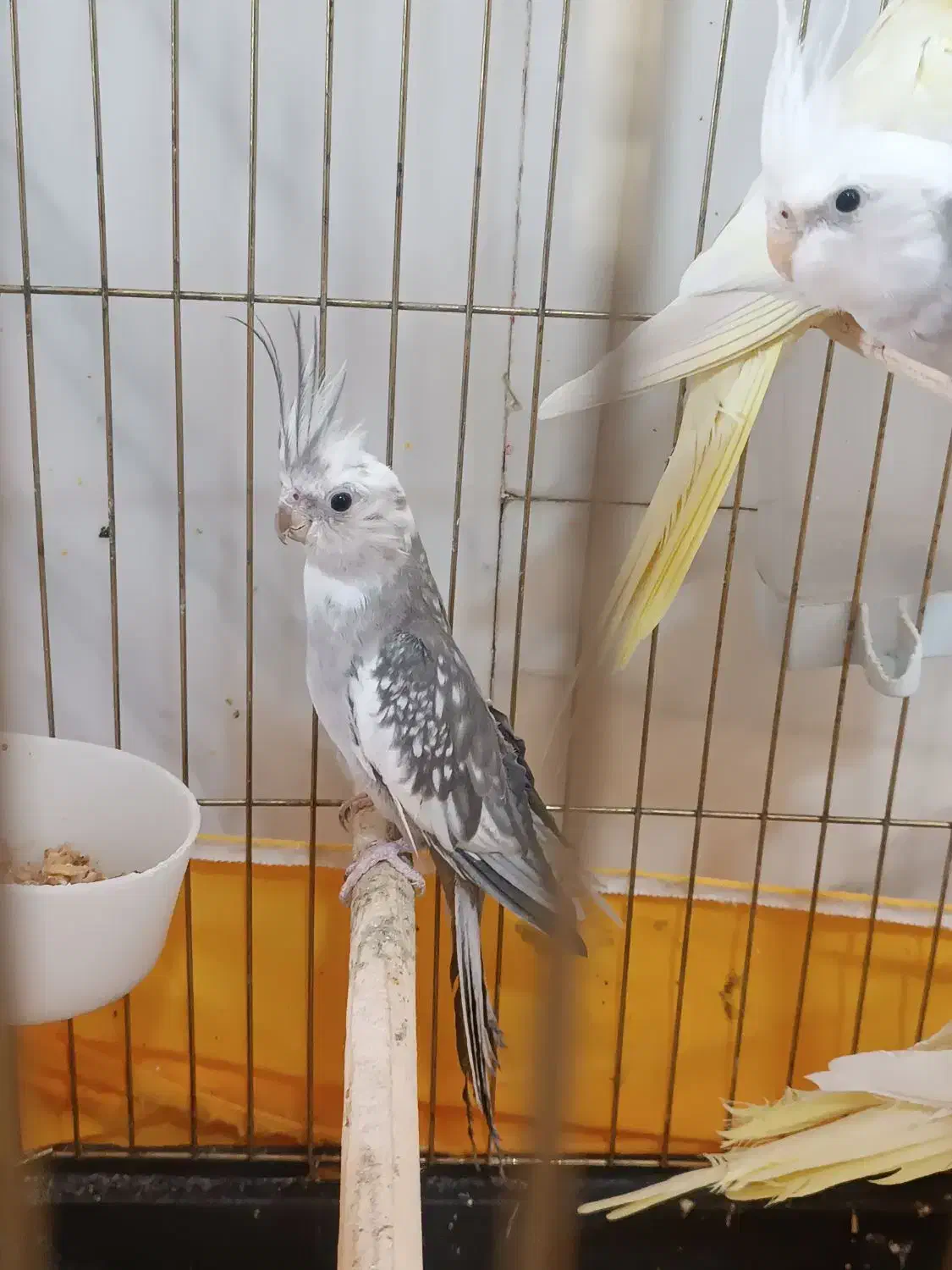 سه جفت عروس مولد امتحان پس داده|پرنده|محلات, |دیوار