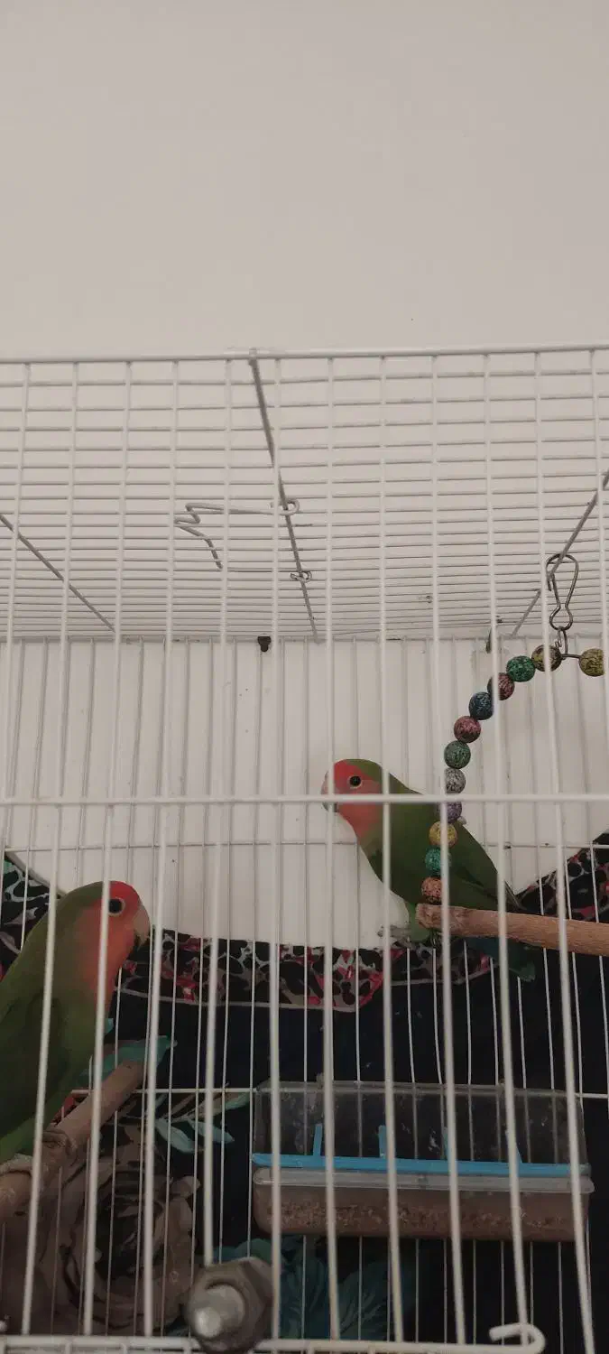 دو عدد کوتوله|پرنده|صادق آباد, |دیوار