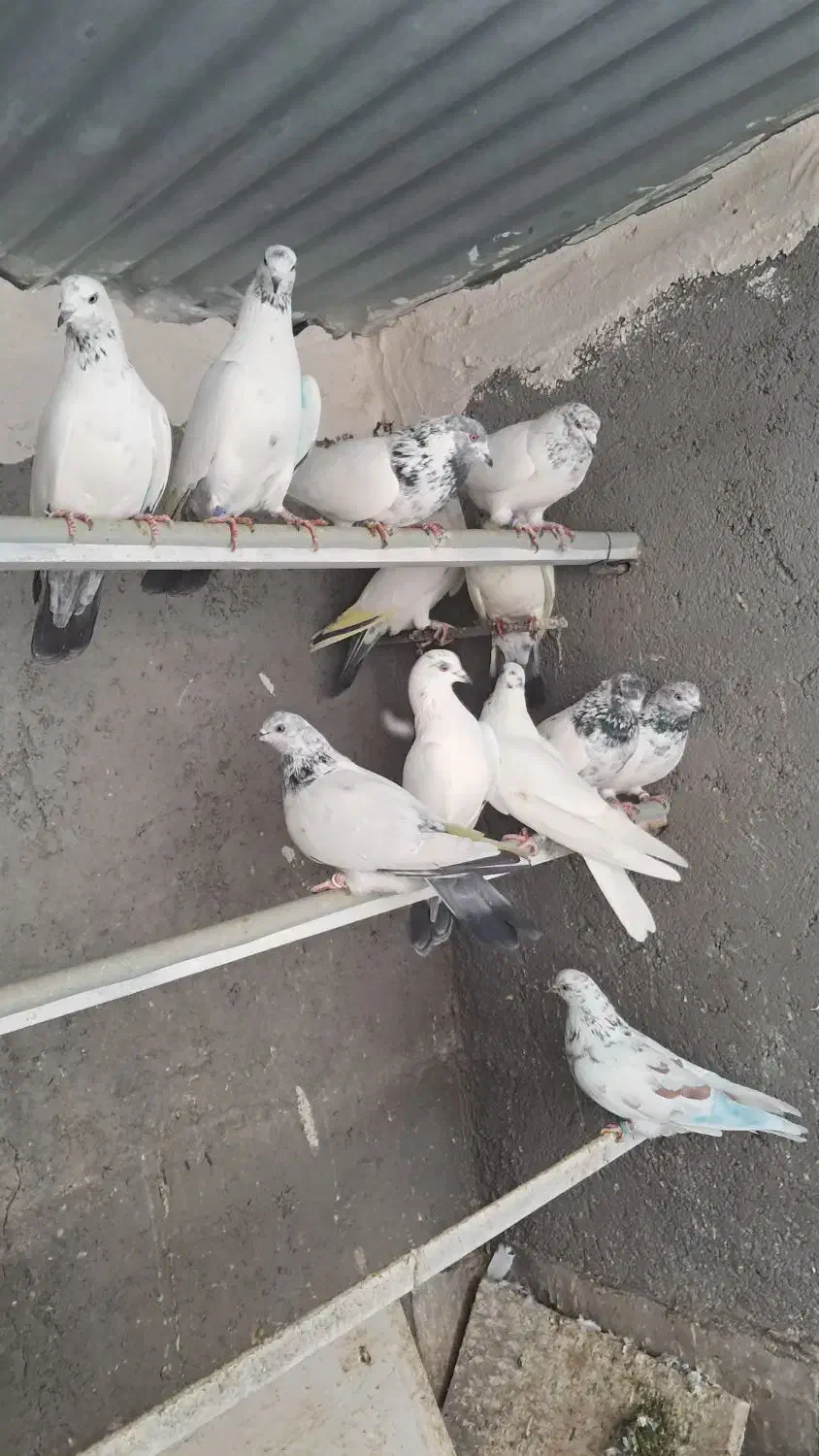 کبوتر کفتر کوتر|پرنده|سریش آباد, |دیوار