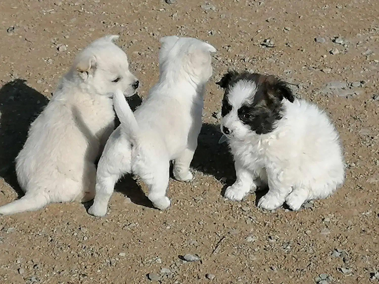 پامر|سگ|مشهد, کاظم آباد پنجشنبه|دیوار