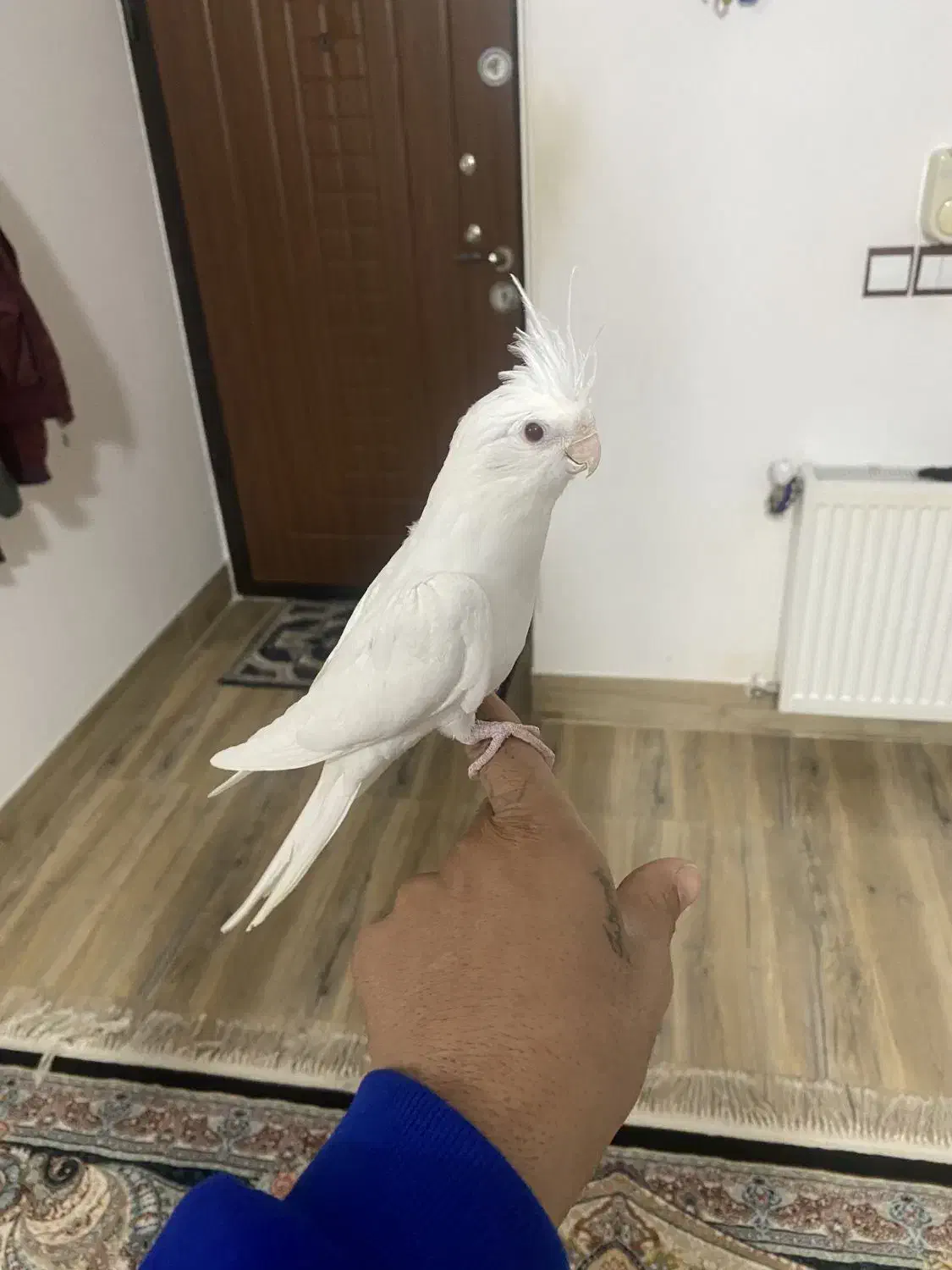 عروس هلندی|پرنده|ساری, |دیوار