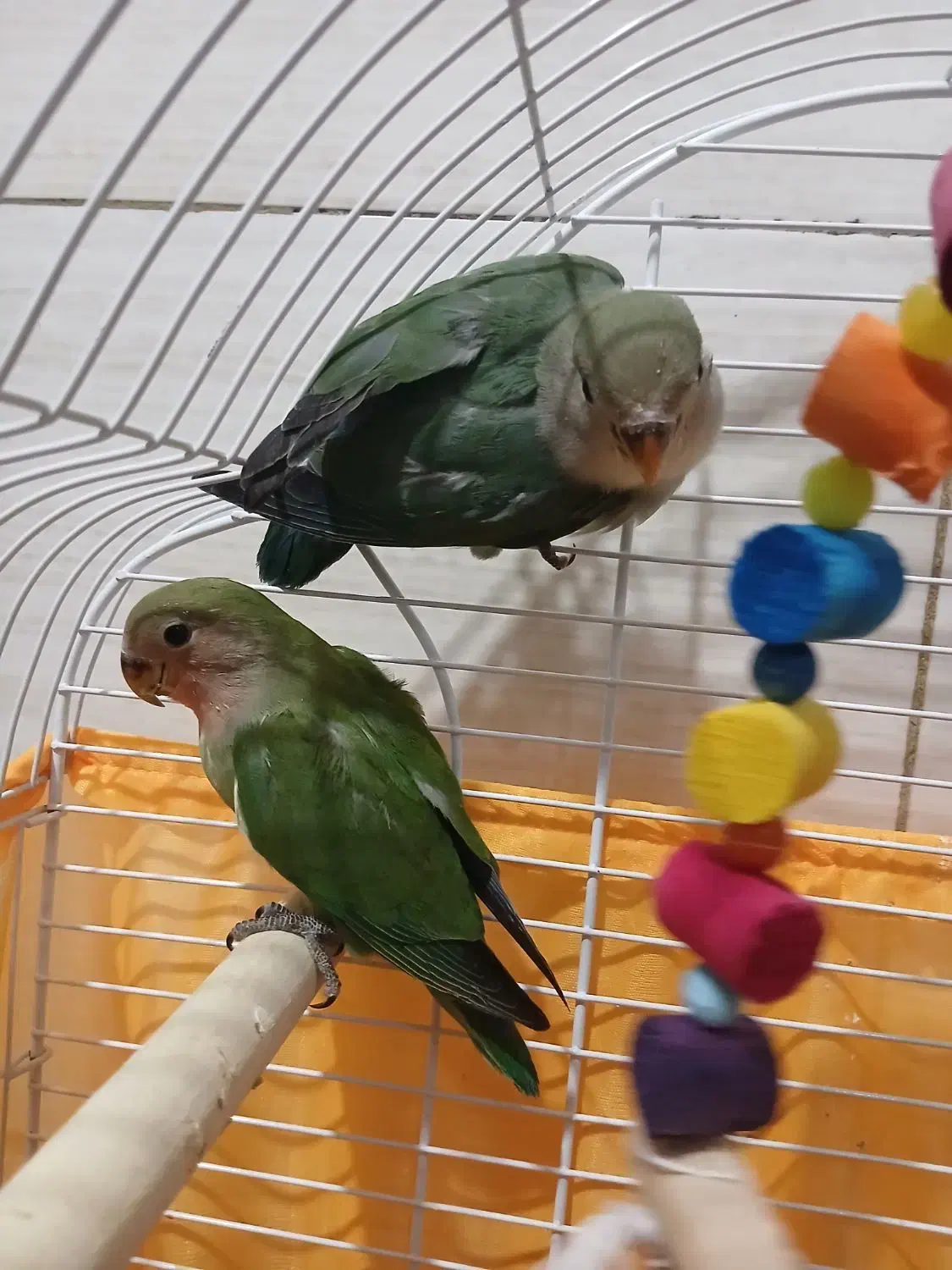 طوطی برزیلی ۲ ماه صحیح و سالم|پرنده|قرچک, پویینک|دیوار