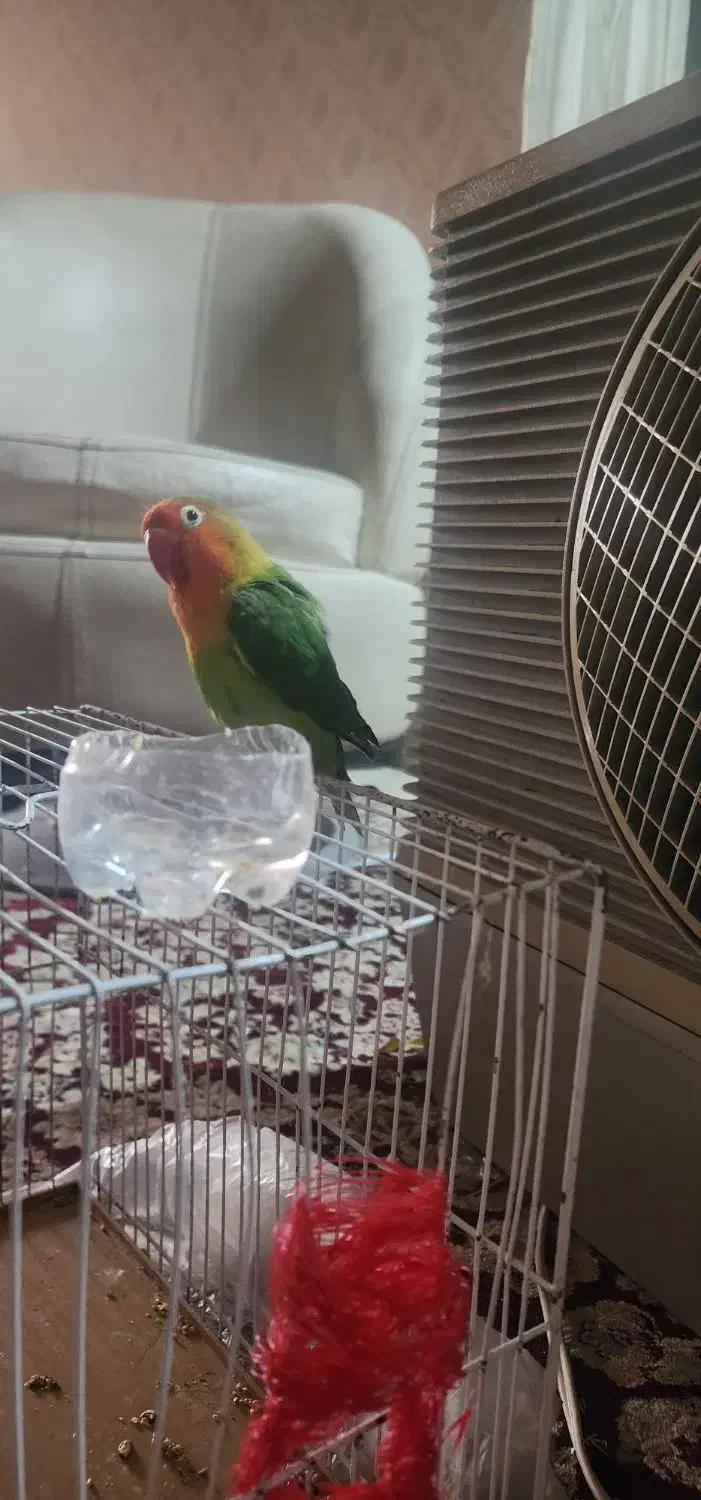 طوطی برزیلی|پرنده|مشهد, سراب|دیوار