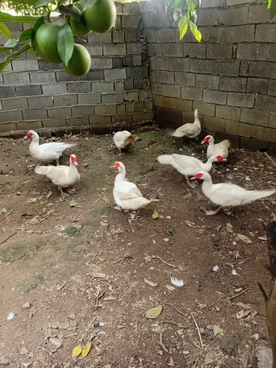 اردک مسکویی خروس غاز|حیوانات مزرعه|ساری, |دیوار