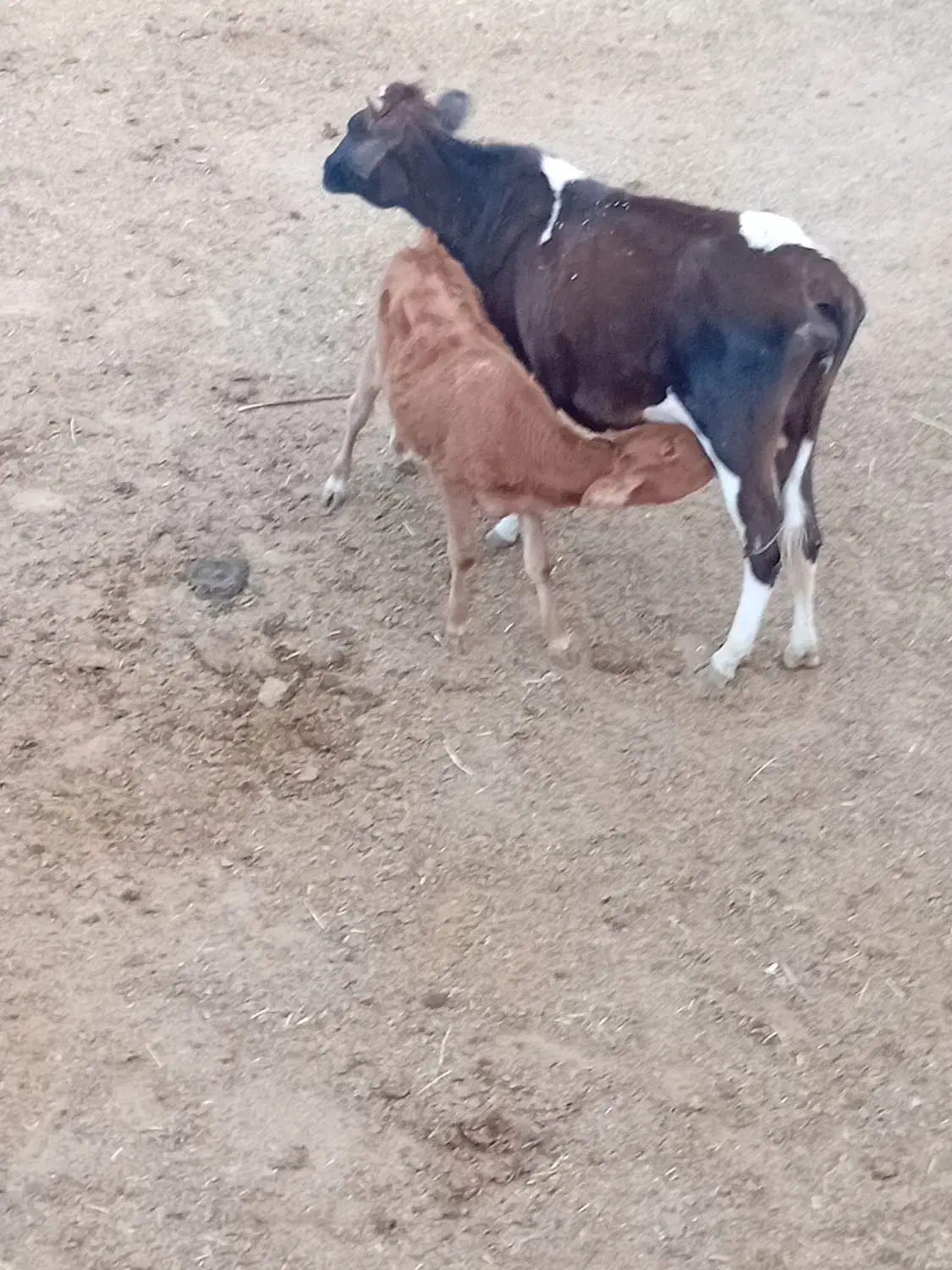 گاو وگوساله  وماده ونر|حیوانات مزرعه|اقلید, |دیوار