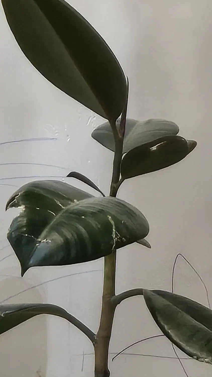 گل طبیعی سبز|گل و گیاه طبیعی|میبد, |دیوار