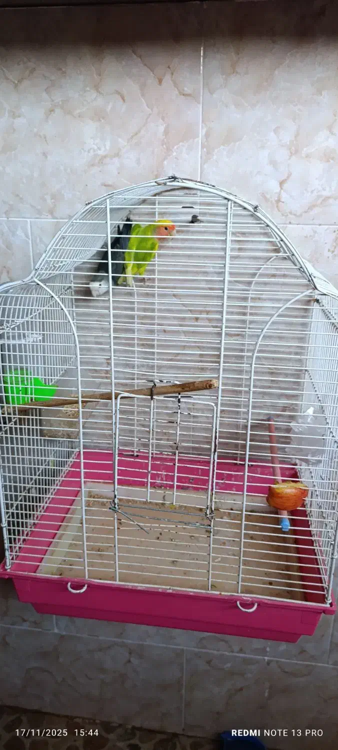 طوطی برزیلی و مرغ عشق|پرنده|رشت, هلال احمر|دیوار