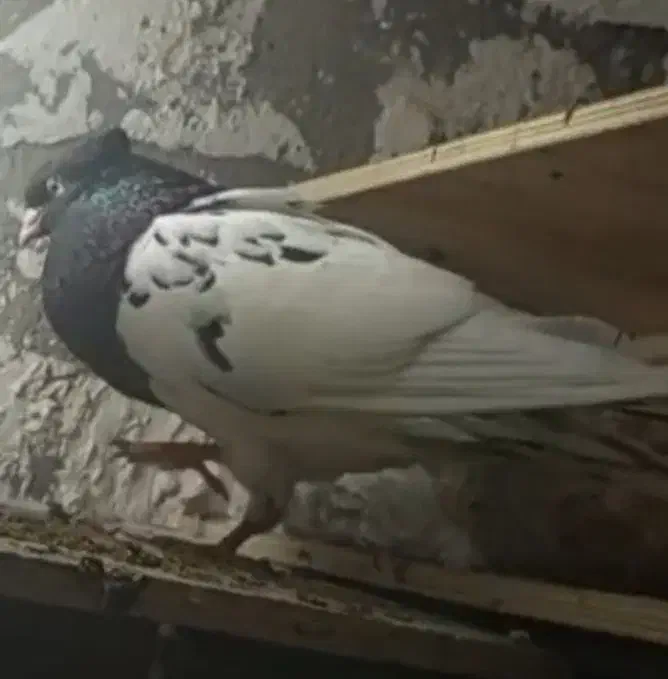 کله سیاه|حیوانات|اهواز, اهواز|دیوار