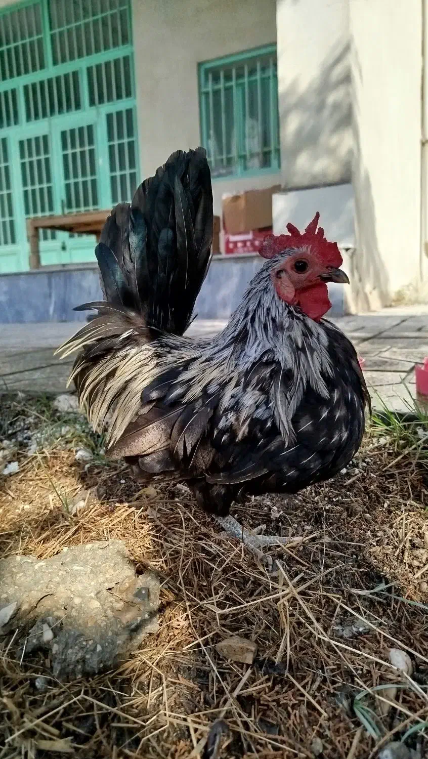 خروس جاپنیز|حیوانات مزرعه|قم, زنبیل آباد|دیوار