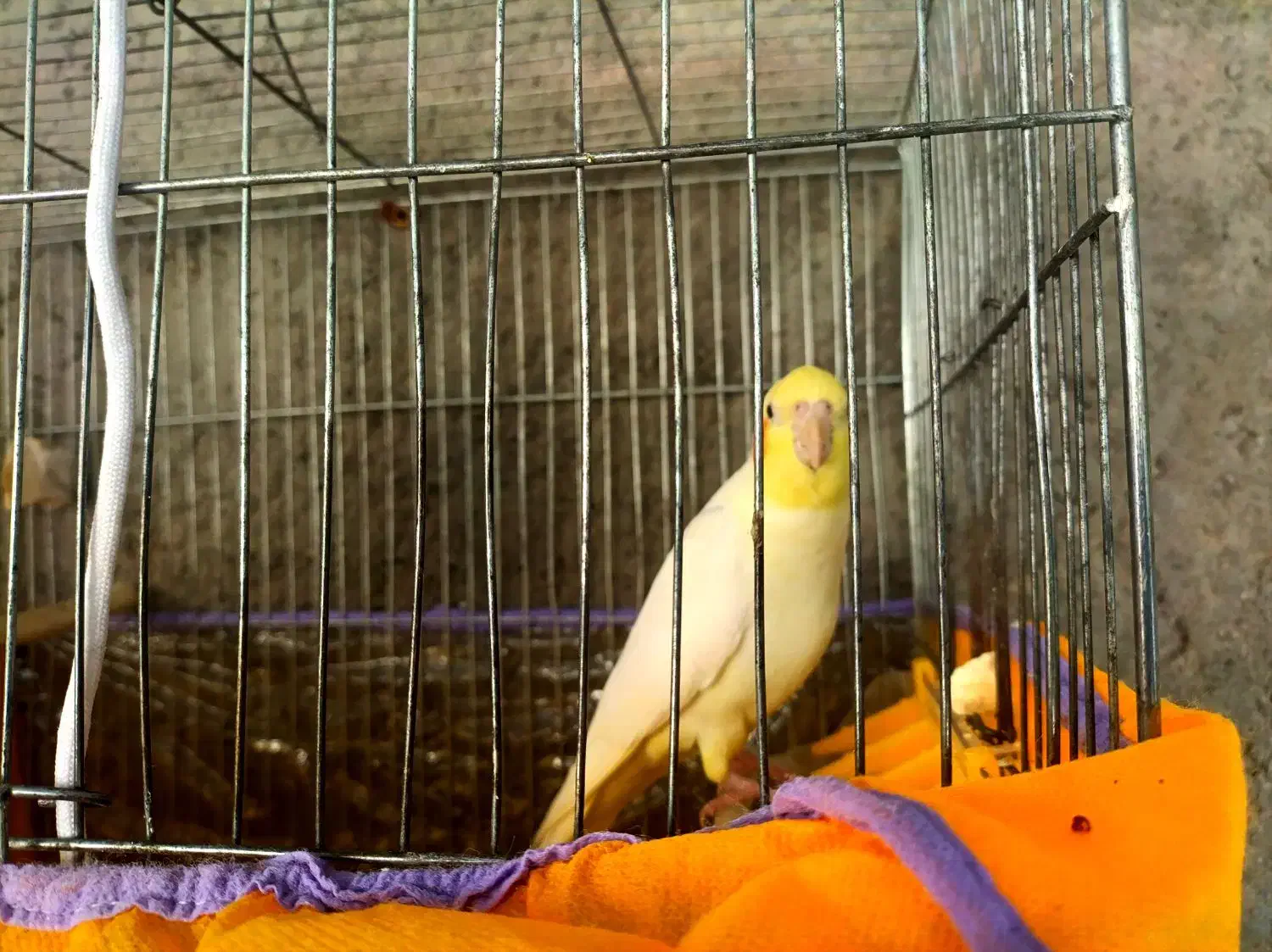 عروس هلندی|پرنده|بم, |دیوار