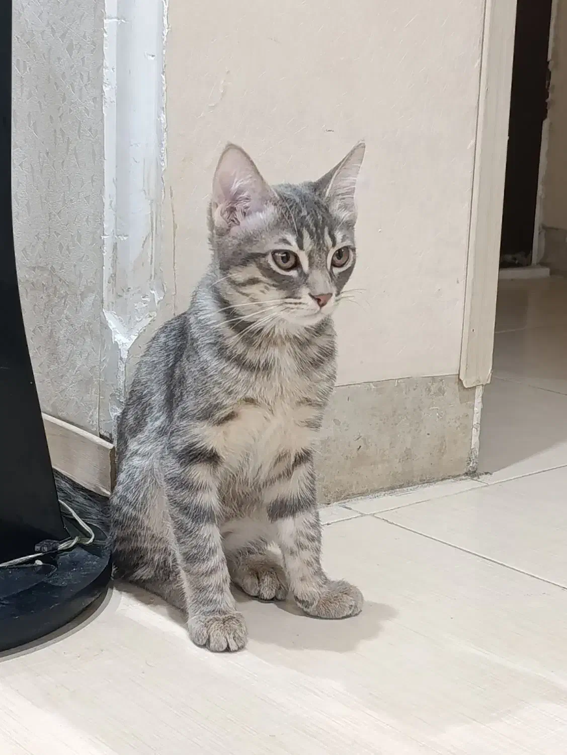 گربه خانگی ۴ ماهه|گربه|شیراز, شهرک بزین|دیوار