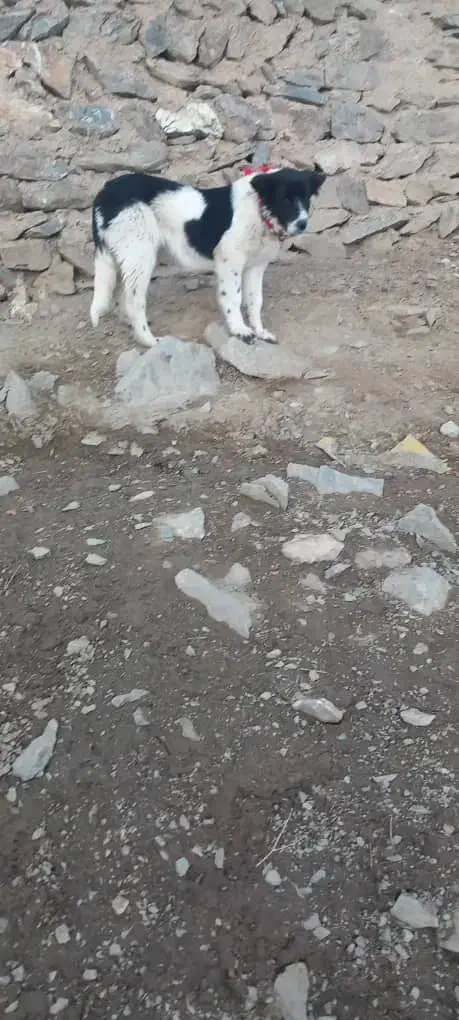 سگ توله|سگ|فریدونشهر, |دیوار