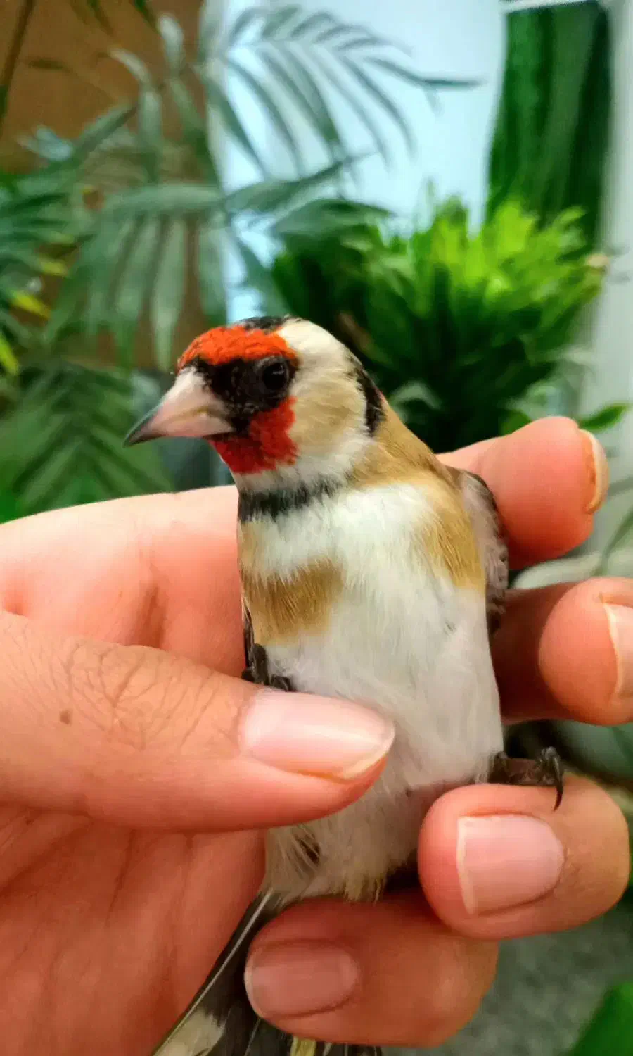 سهره عتیقه نشون دار چهارگل مست بخون شلاقی قناری|پرنده|مشهد, نوید|دیوار