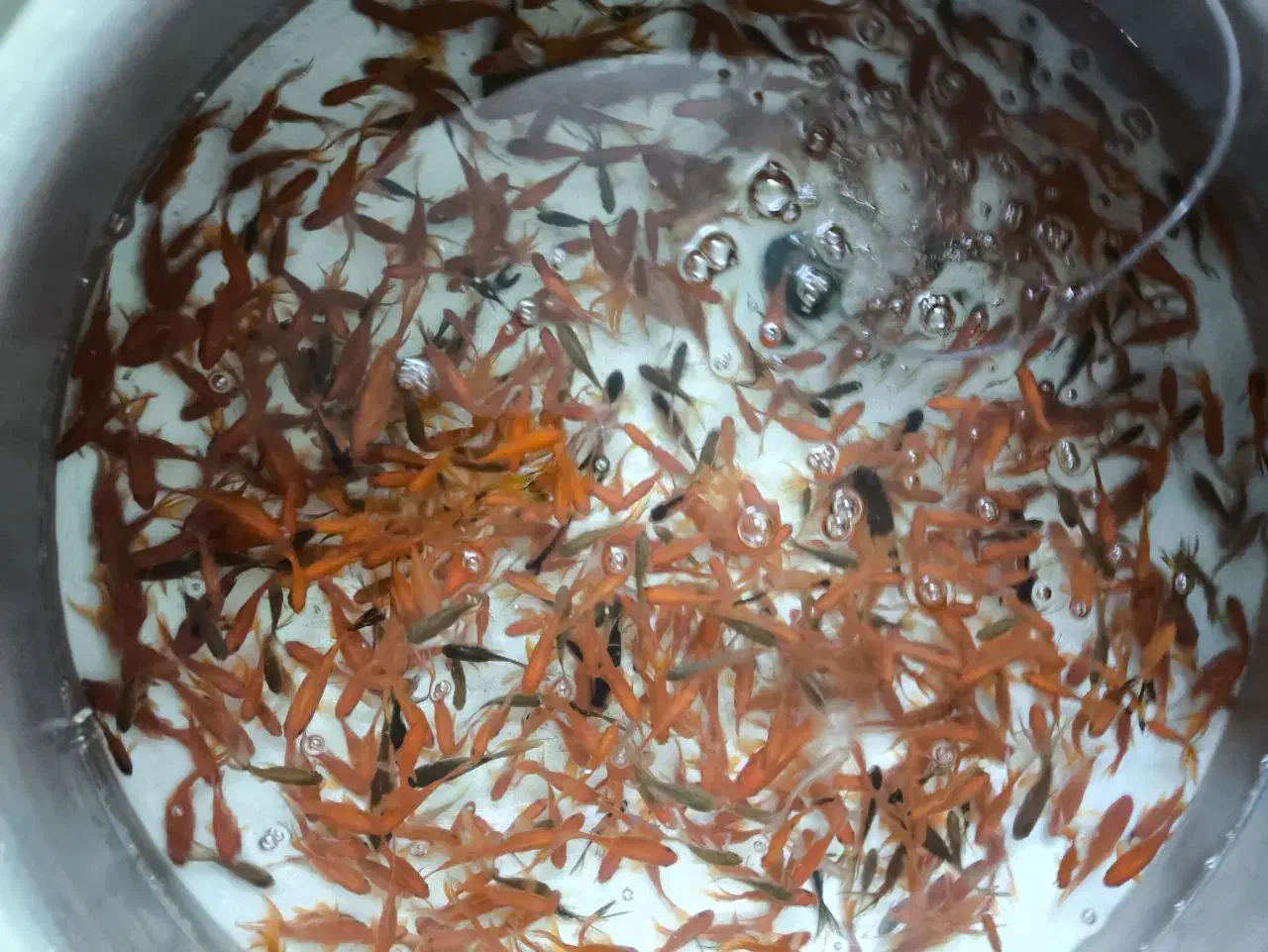 ماهی قرمز|ماهی|مبارکه, |دیوار