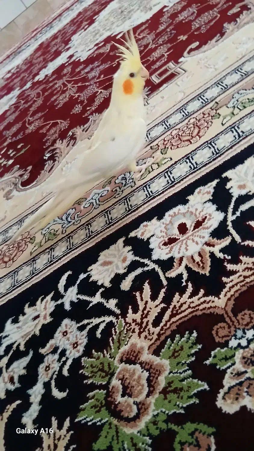 عروس هلندی لوتینو نر چشم شرابی|پرنده|لاران, |دیوار