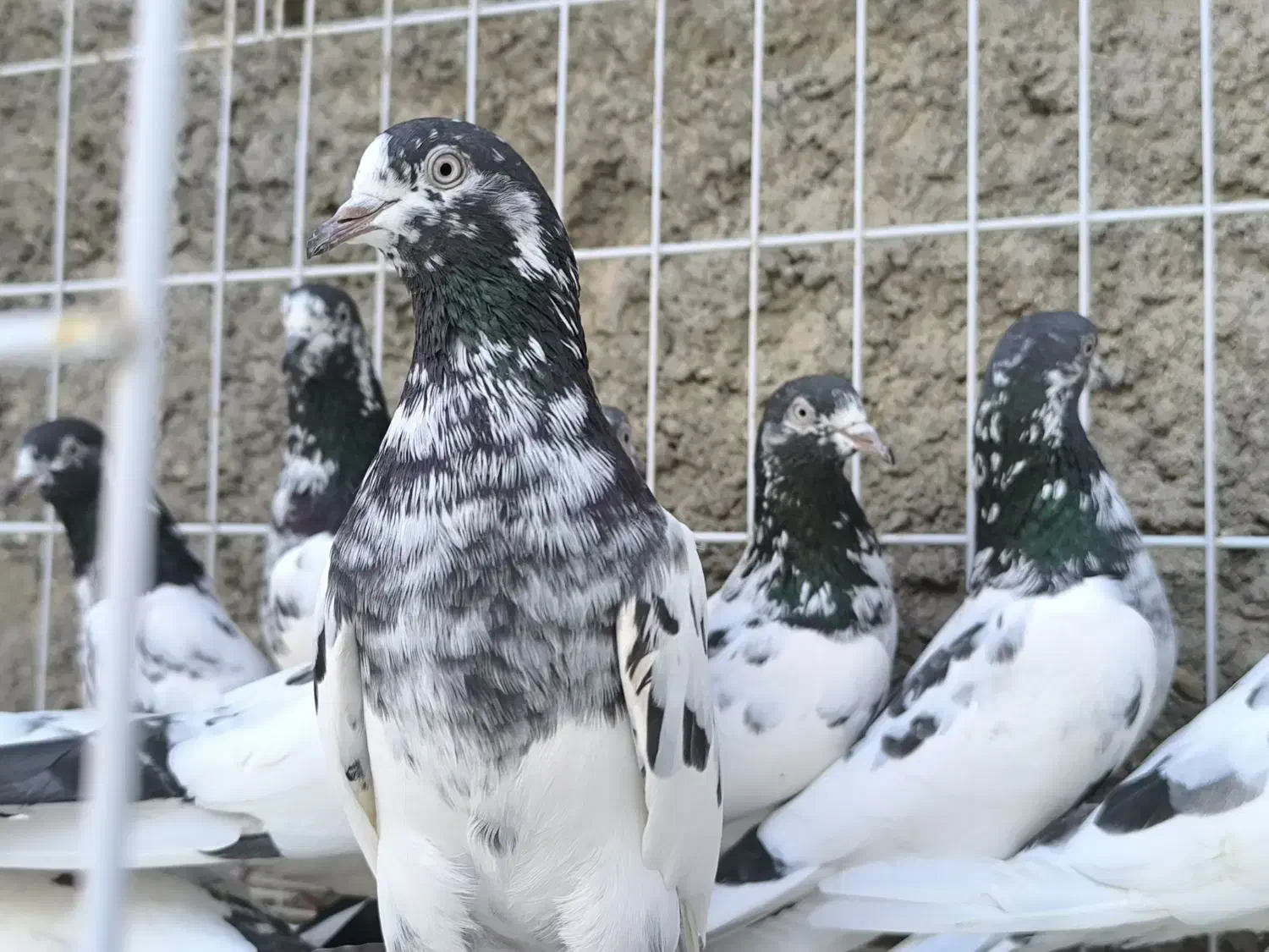 تیدی،کبوتر پاکستانی|پرنده|بندرلنگه, |دیوار