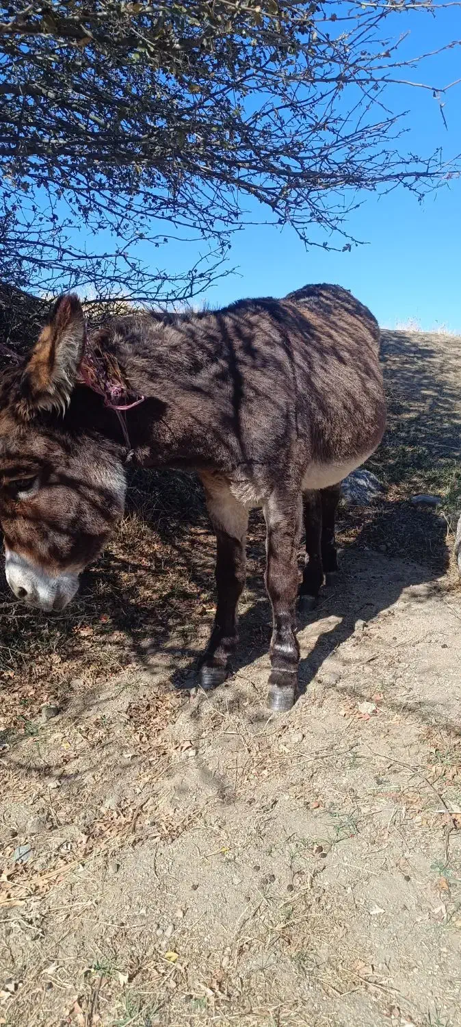 فروشی الاغ جوان|حیوانات مزرعه|قصابه, |دیوار