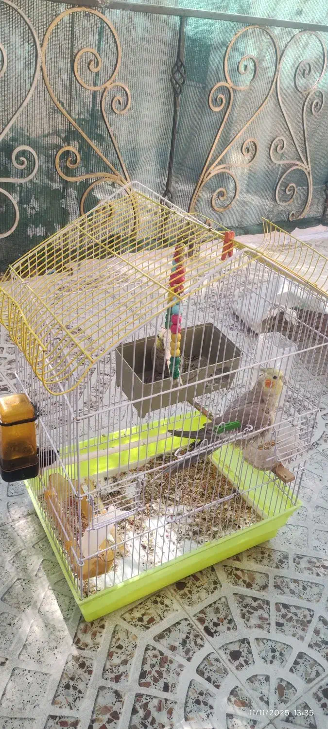 عروس هلندی|پرنده|گرمسار, |دیوار