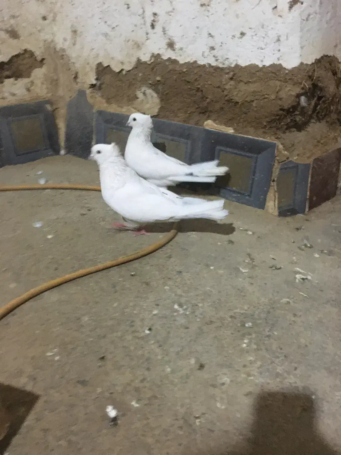 کبوتر سفید|پرنده|عجب شیر, |دیوار