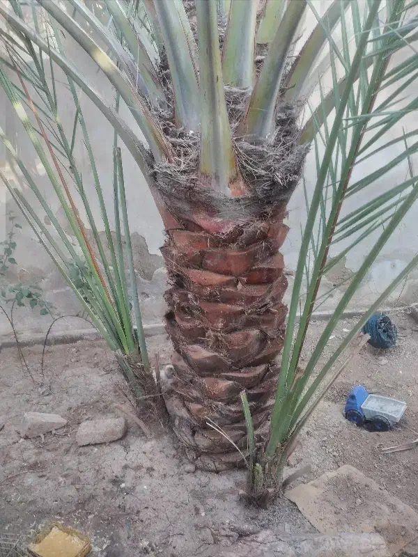 پا جوش برحی|خدمات باغبانی و درختکاری|بندر امام خمینی, |دیوار