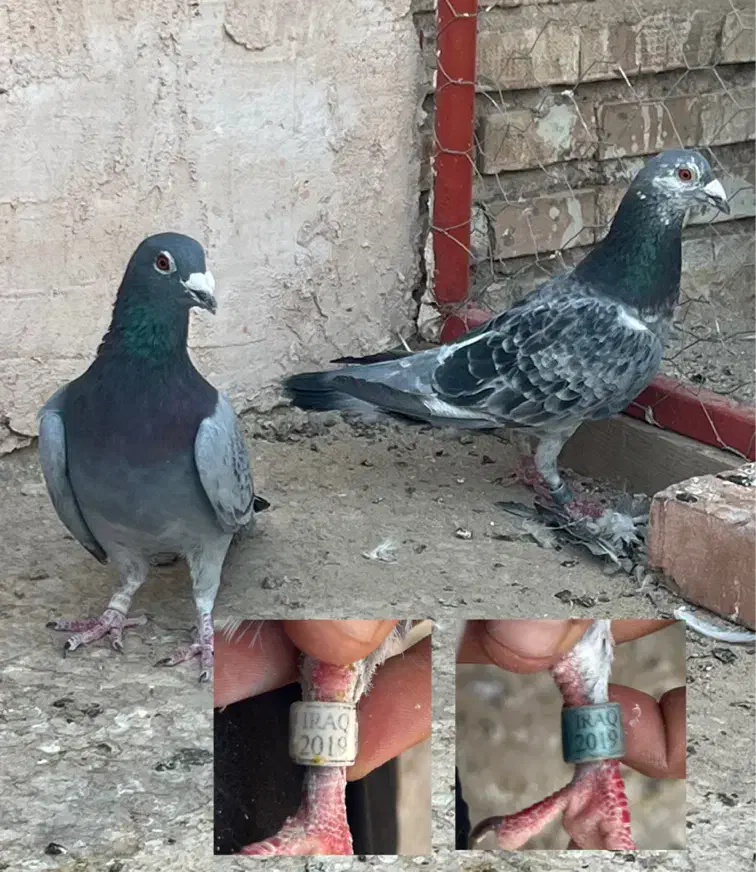 پلاکی عراق|پرنده|زارچ, |دیوار