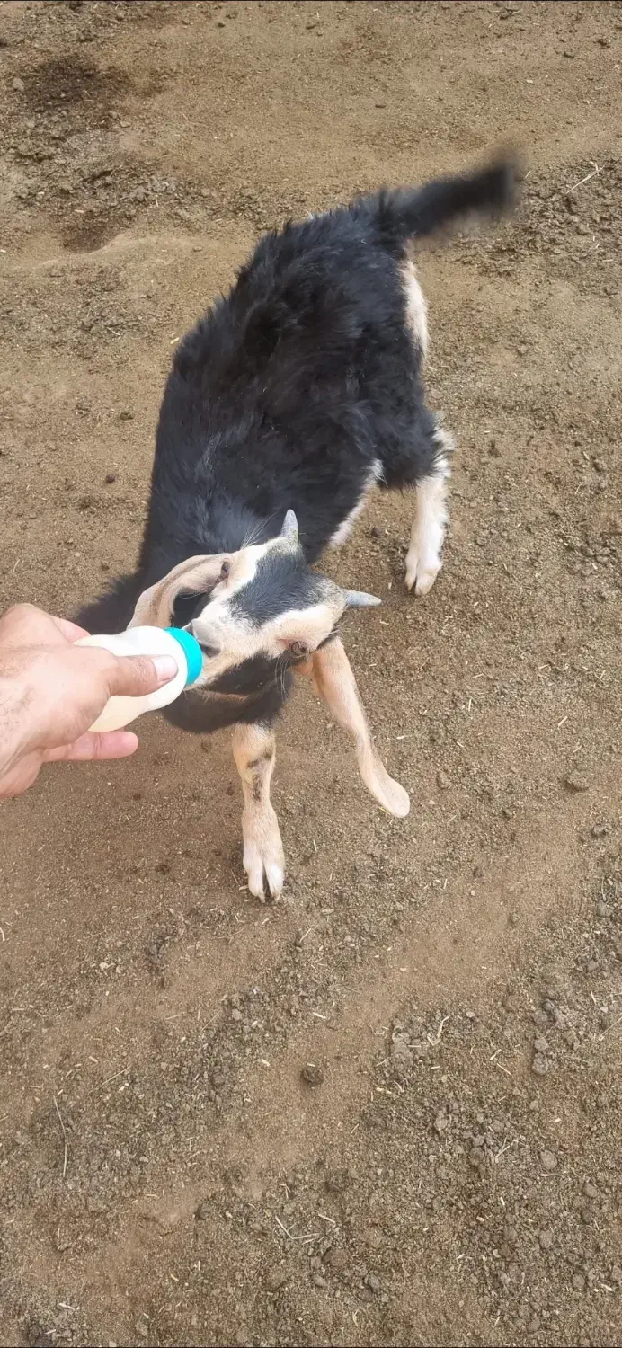 بزغاله نر|حیوانات مزرعه|گلپایگان, |دیوار