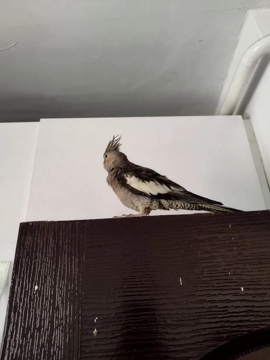 عروس هلندی|پرنده|رشت, باهنر|دیوار