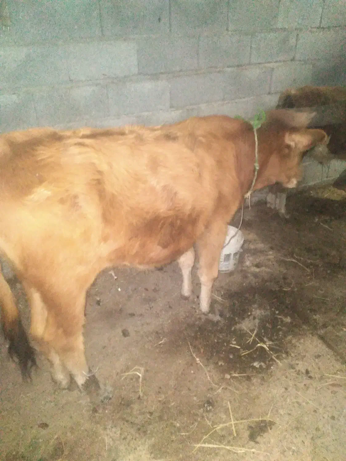 ‌گوساله‌ماده‌سرابی‌|حیوانات مزرعه|تالش, جوکندان|دیوار