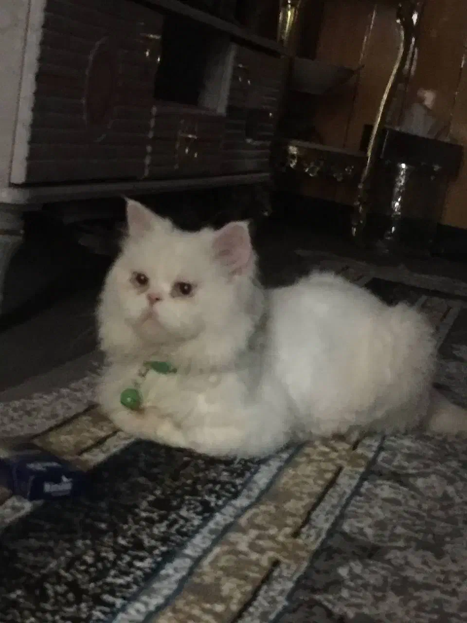 گربه پرشین ساکت و خانگی|گربه|میاندوآب, |دیوار