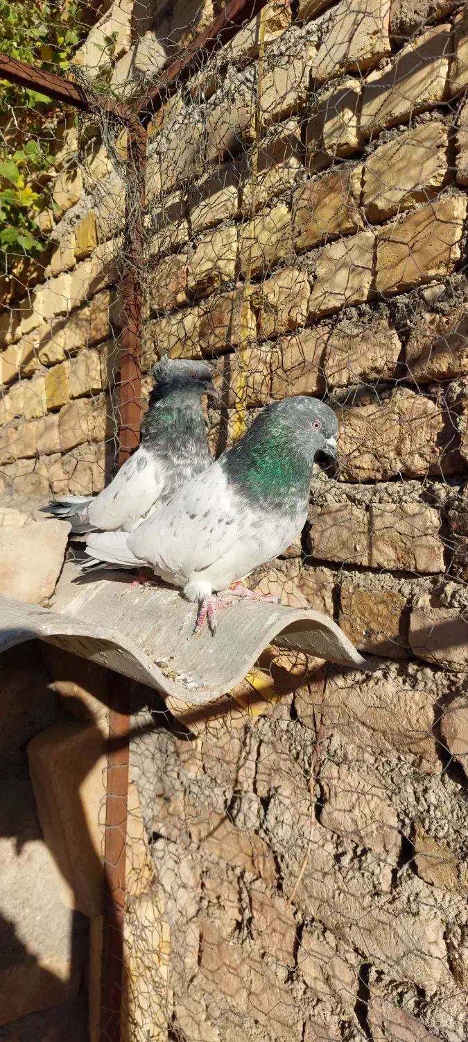 یجفت کله دم سبز|پرنده|آشتیان, |دیوار