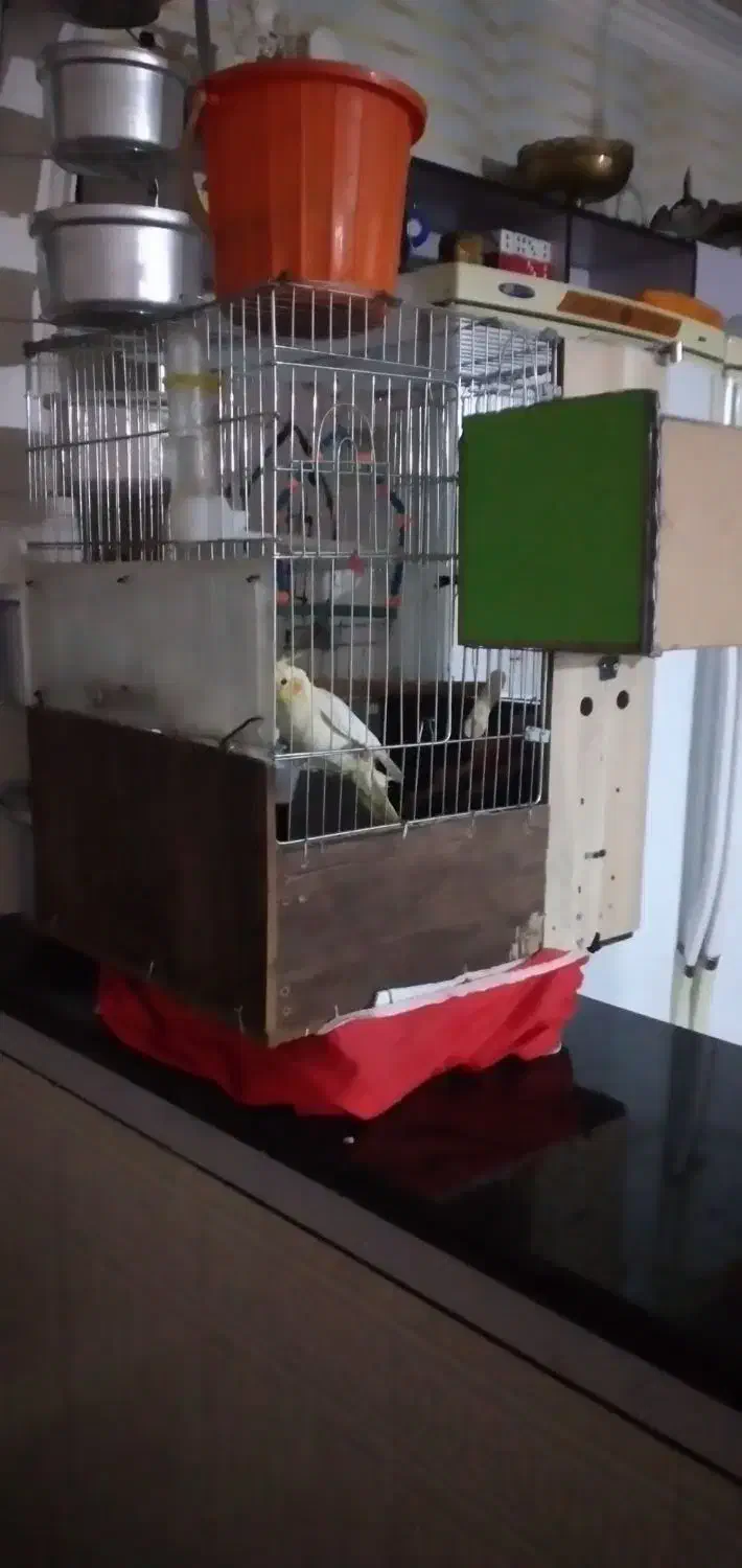 عروس هلندی|پرنده|رومشکان, |دیوار