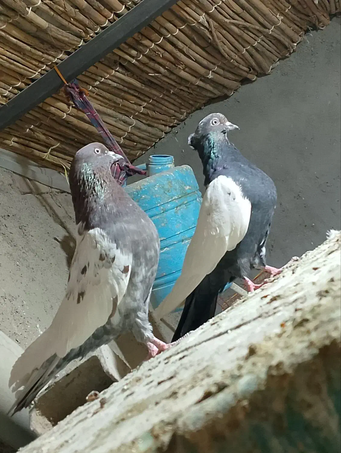 جفت نر عروسک|پرنده|هامون, |دیوار